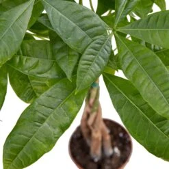 Money Tree ‘Guiana Chestnut’ Pachira Braid – 4″ Pot – NURSERY POT ONLY -Green Garden Life Store 4 PACHIRA BRAID 2 ed2d01db 4c61 451f bbb3 f10c3a7a897b