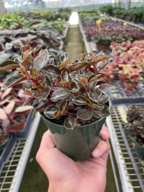 Peperomia ‘Metallica’