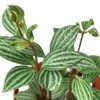 Peperomia ‘Parallel’ -Green Garden Life Store 4 PEPEROMIA PARALLEL 2
