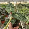Philodendron ‘Billietiae’ -Green Garden Life Store 4 PHILODENDRON BILLIETIAE TEMP
