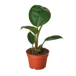 Philodendron ‘Congo Rojo’ – 4″ Pot – NURSERY POT ONLY 7 Philodendron ‘Congo Rojo’ – 4″ Pot – NURSERY POT ONLY -Green Garden Life Store 4 PHILODENDRON CONGO.ROJO MAIN 13afdda9 5224 436f 8e26 f978735c28a1
