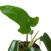 Philodendron ‘Florida Green’ -Green Garden Life Store 4 PHILODENDRON FLORIDA GREEN 2