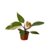 Philodendron ‘Pink Princess’ -Green Garden Life Store 4 PHILODENDRON PINK PRINCESS 1.1