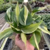Philodendron ‘Silver Stripe’ -Green Garden Life Store 4 PHILODENDRON SILVER.STRIPE TEMP 2.29.24 scaled 1