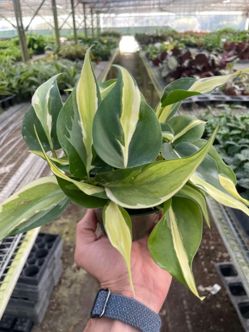 Philodendron ‘Silver Stripe’