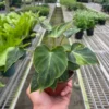Philodendron ‘Verrucosum’ -Green Garden Life Store 4 PHILODENDRON VERRUCOSUM TEMP 10.13.23 scaled 1