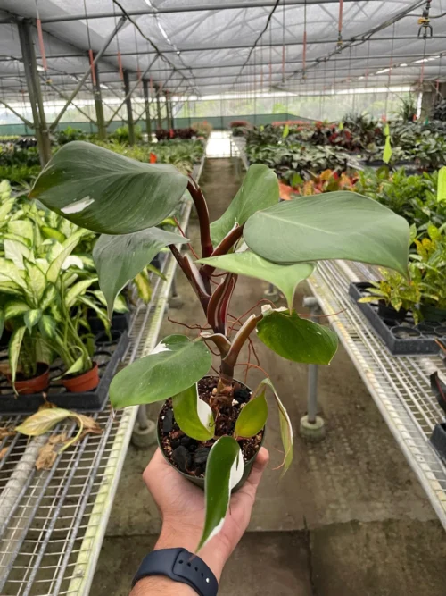 Philodendron ‘White Knight’