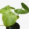 Pilea ‘Mojito’ -Green Garden Life Store 4 PILEA MOJITO 2