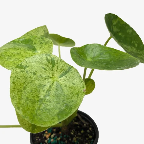 Pilea ‘Mojito’