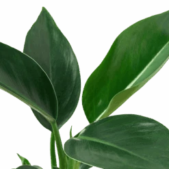 Philodendron ‘Congo Green’ -Green Garden Life Store 4 Philodendron Congo Green DETAIL removebg preview dae74efb 9fc0 40b5 aab3 ed40783581a8