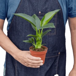 Philodendron ‘Congo Green’ -Green Garden Life Store 4 Philodendron Congo Green HOLD removebg preview 66b87238 7bf7 4093 8173 65a2e0d697c4