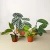 Rare Plant Bundle -Green Garden Life Store 4 Rare Bundle