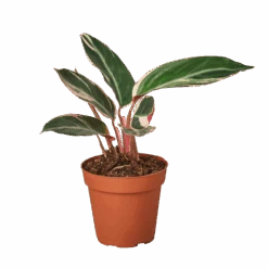 Stromanthe Triostar -Green Garden Life Store 4 STROMANTHE TRIOSTAR 1 removebg preview 2dcbaa39 9b4f 47ef b337 485ba025591d