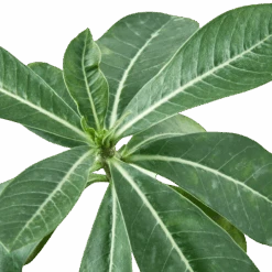 Succulent Adenium Obesum ‘Desert Rose’