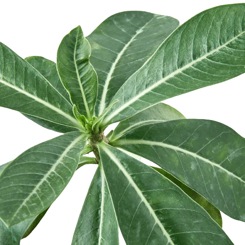 Succulent Adenium Obesum ‘Desert Rose’ 3 Succulent Adenium Obesum ‘Desert Rose’