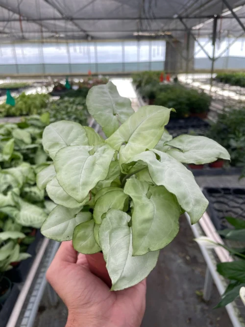 Syngonium ‘Moonshine’