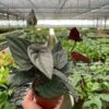 Syngonium ‘Red Arrow’ -Green Garden Life Store 4 SYNGONIUM RED.ARROW TEMP