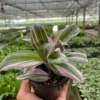 Tradescantia ‘Nanouk’ -Green Garden Life Store 4 TRADESCANTIA NANOUK TEMP