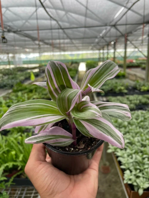 Tradescantia ‘Nanouk’