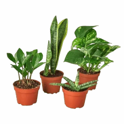 Easy Care Variety Bundle