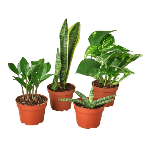 Easy Care Variety Bundle