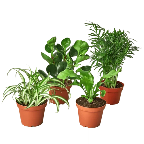 Pet Friendly Variety Bundle