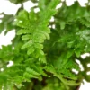 ‘Autumn’ Fern – 6″ Pot – NURSERY POT ONLY -Green Garden Life Store 4c08b134 18da 54ca 859c 066c38f13c7c 6dcbd630 52a5 4b0f a26d d3e4b8771443