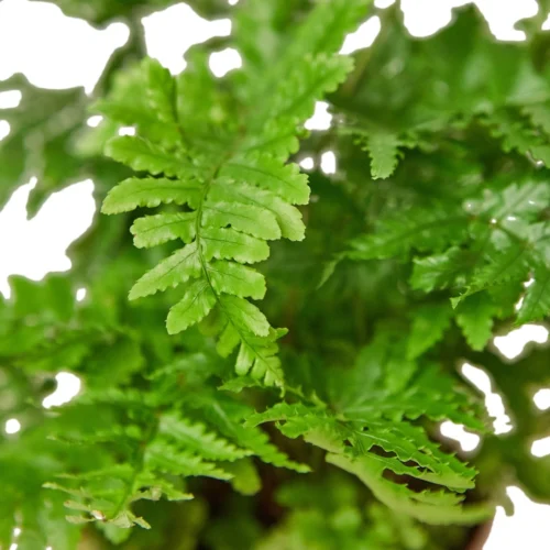 ‘Autumn’ Fern – 6″ Pot – NURSERY POT ONLY
