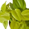 Philodendron ‘Neon’ – 4″ Pot – NURSERY POT ONLY -Green Garden Life Store 4d3440a0 7f9d 5f37 922b d4b6f007da08 2f070661 4eee 4b48 8922 7f41025b8db2