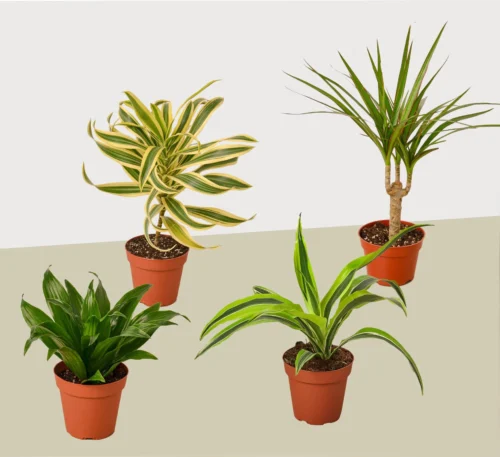 4 Different Dracaenas Variety Pack – Live House Plant – FREE Care Guide – 4″ Pot