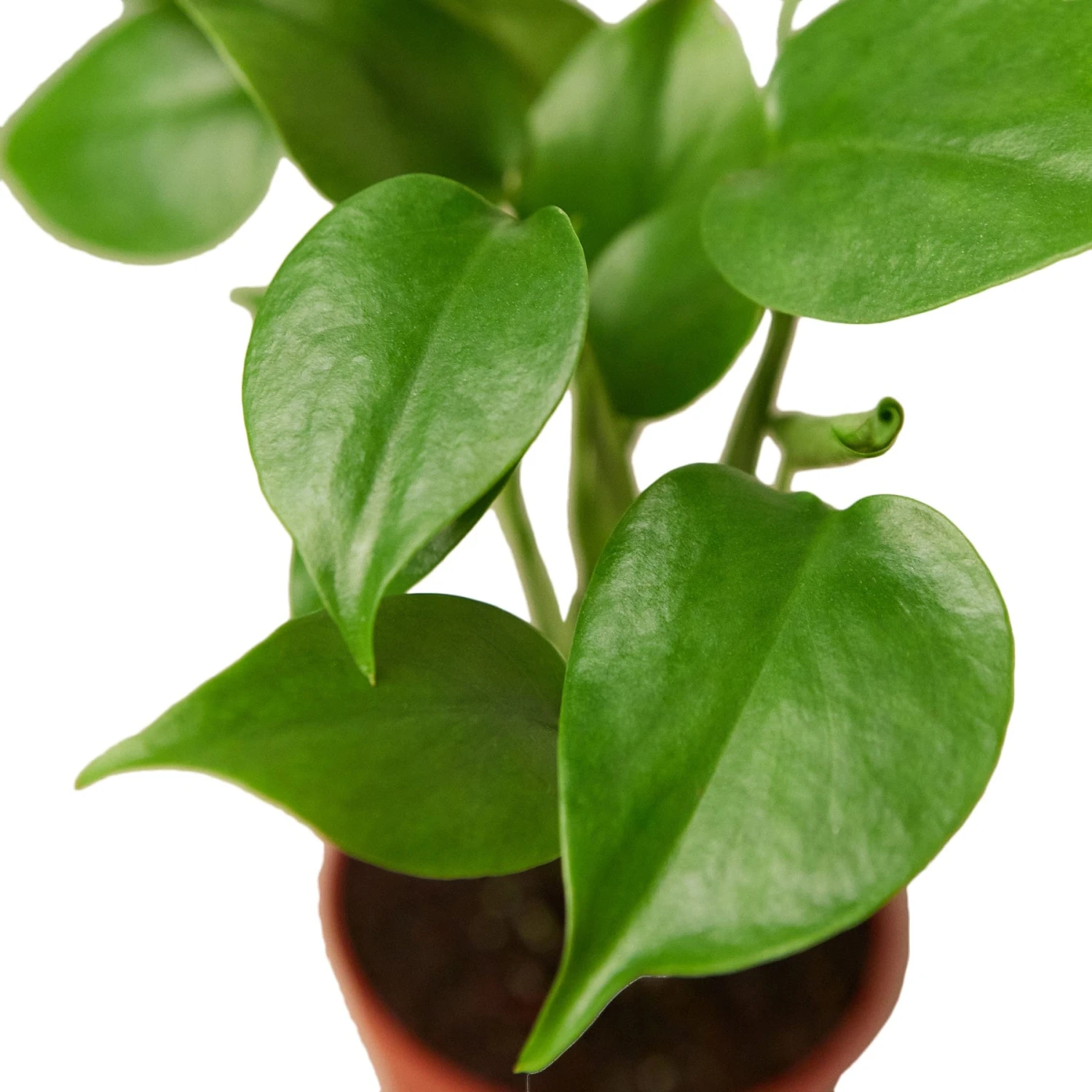 Philodendron Monstera Split-Leaf 3 Philodendron Monstera Split-Leaf