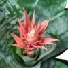 Bromeliad ‘Silver Vase’ -Green Garden Life Store 519ca7ca e0d9 5511 b5fc 1a34b6aee761