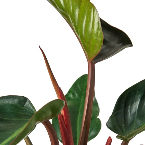 Philodendron ‘Congo Rojo’