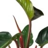 Philodendron ‘Congo Rojo’ – 4″ Pot – NURSERY POT ONLY