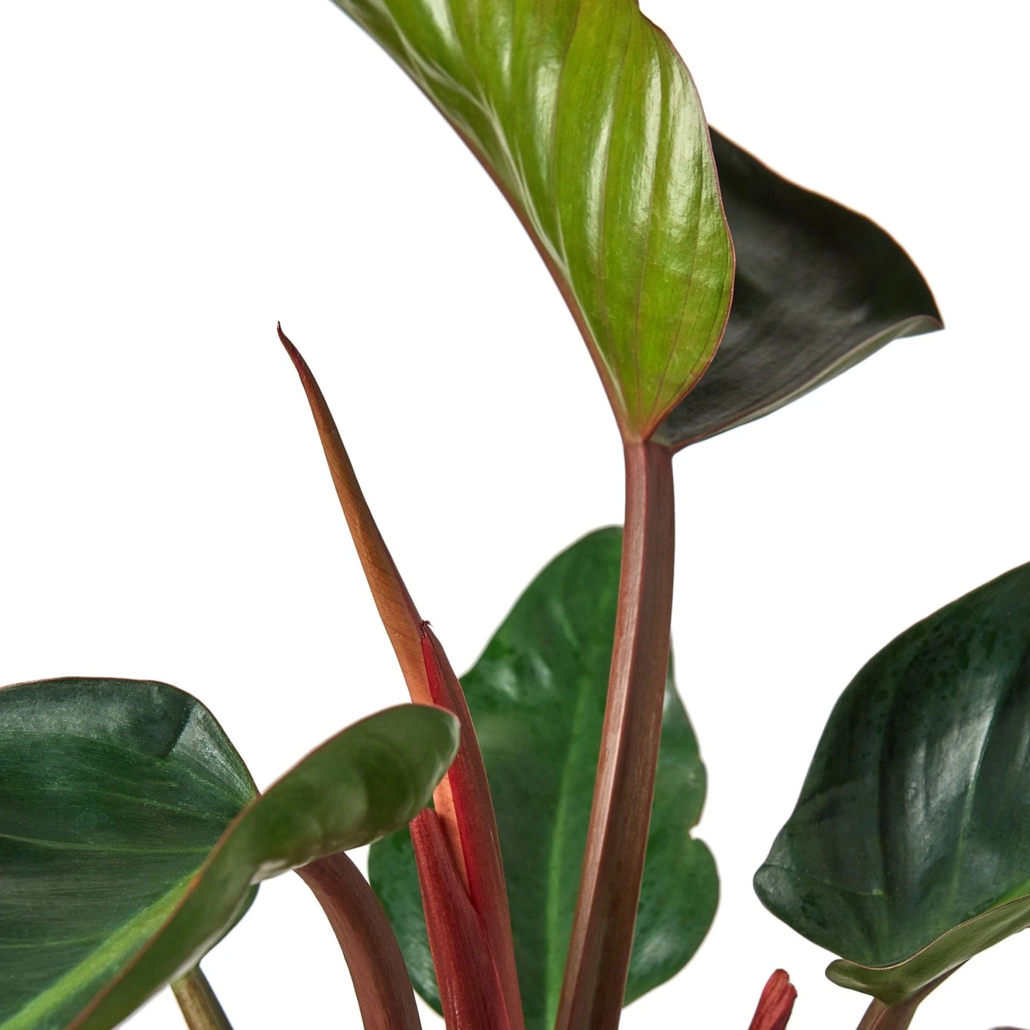 Philodendron ‘Congo Rojo’ – 4″ Pot – NURSERY POT ONLY 3 Philodendron ‘Congo Rojo’ – 4″ Pot – NURSERY POT ONLY