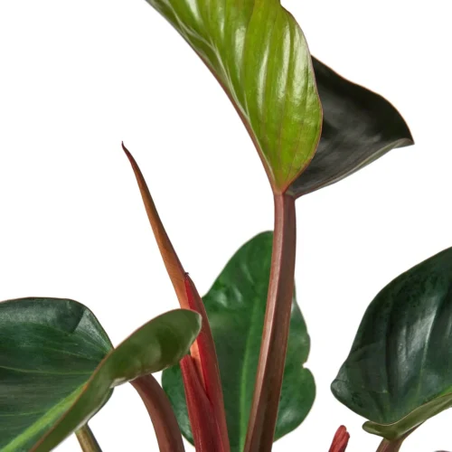 Philodendron ‘Congo Rojo’ – 6″ Pot – NURSERY POT ONLY