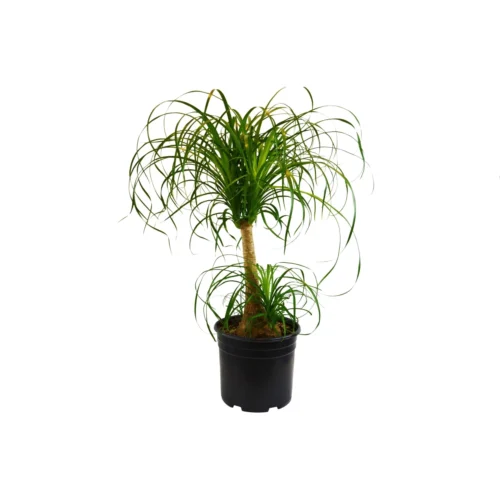 Palm Ponytail -Green Garden Life Store 54d2fc0a c3d8 52bc 8051 c5d8dbb19742 7c412fca b5bb 44b7 91f1 b8c3eaa5a3ec scaled 1