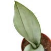 Snake Plant Moonshine – 4″ Pot – NURSERY POT ONLY