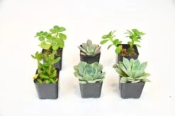 2″ Succulent Variety Packs -Green Garden Life Store 59270499 9b41 57a6 911b de85f75ddc9a 4f4f0e23 73a6 49c3 b903 13a62ec390cf scaled 1