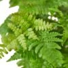 ‘Autumn’ Fern -Green Garden Life Store 5b80efee a114 5897 810e 869d948ad665