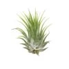 Tillandsia Air Plant Ionantha – 5 Pack