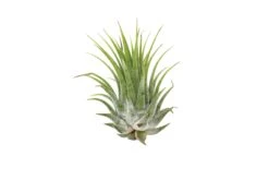 Tillandsia Air Plant Ionantha – 5 Pack