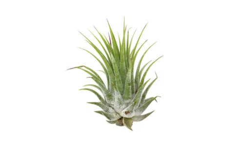 Tillandsia Air Plant Ionantha – 5 Pack