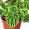 Peperomia ‘Ripple’ – 4″ Pot – NURSERY POT ONLY