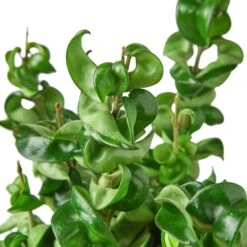 Hoya Rope Plant -Green Garden Life Store 5ff17465 edfa 5da7 b398 4b6988c8d8a4 6ffb4a70 d302 4364 ae68 aa4b8f864e12