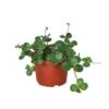 Peperomia ‘Hope’ – 4″ Pot 2 Peperomia ‘Hope’ – 4″ Pot -Green Garden Life Store 6 PEPEROMIA HOPE 1