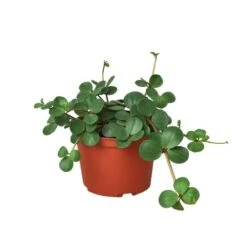 Peperomia ‘Hope’ – 4″ Pot