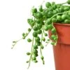 Succulent ‘String Of Pearls’ -Green Garden Life Store 6033068a 647c 51af b5ee 1a390dcb81ad