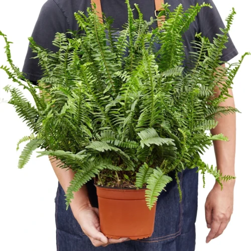 Jester’s Crown Fern – 6″ – NURSERY POT ONLY -Green Garden Life Store 60b480ac 28ac 5c3f 8017 004f3365c453 ba60b04a 756b 4718 bc82 d3f78531dd59