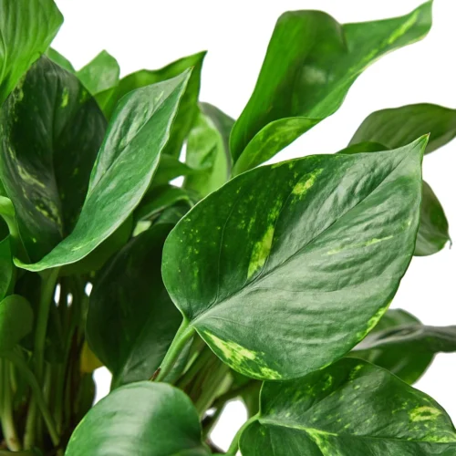 Pothos ‘Golden’ -Green Garden Life Store 61aa0b49 affb 5f66 94cd a519ccb39e77 00c0f293 f80c 42bb b91d 65810db5f4f4